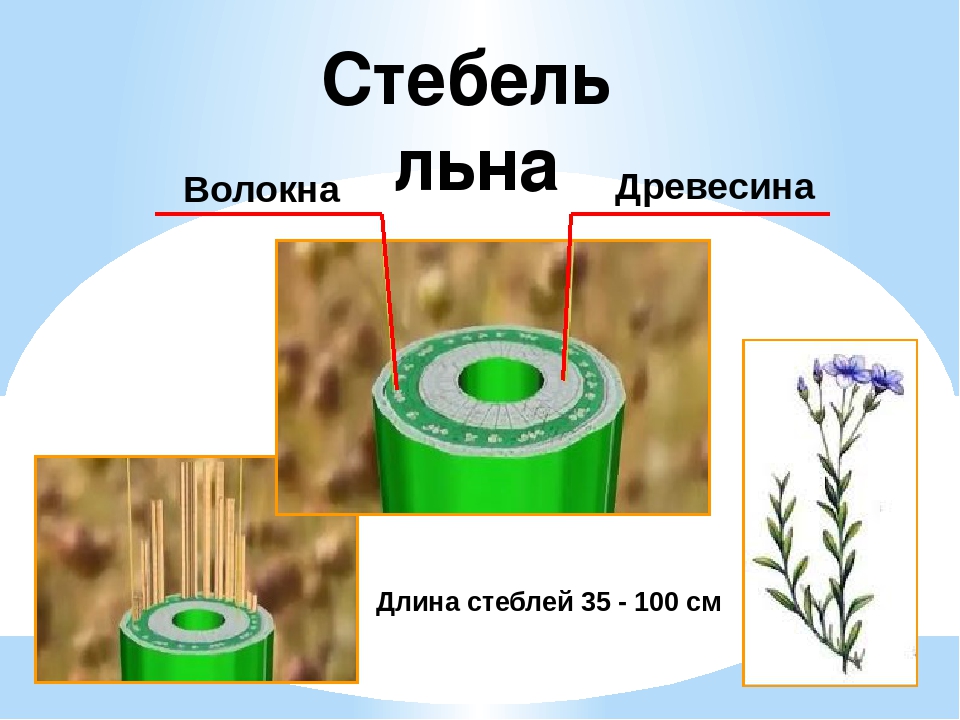Стебель льна
