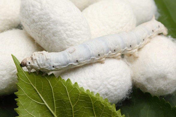 1какорганза.jpg
